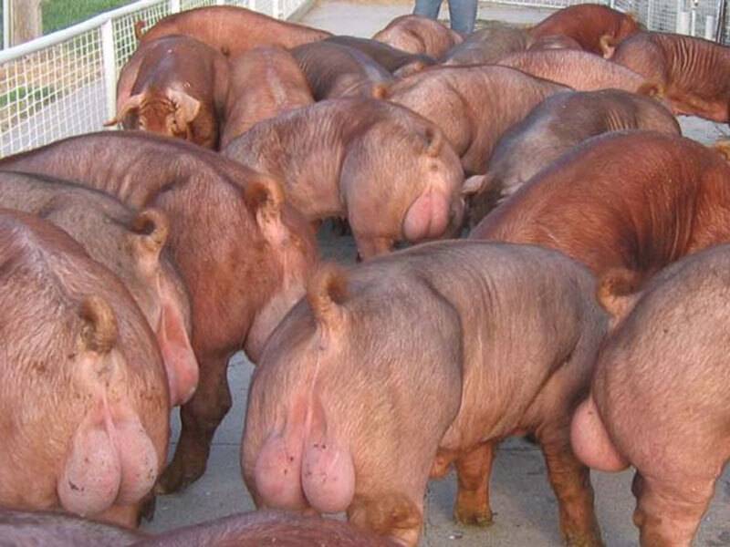 Group of Iowa stud boars