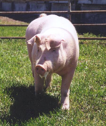 Front view of White Duroc
