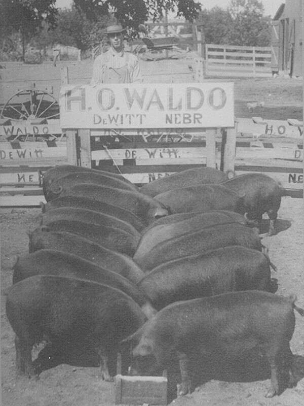 Old black and white photo of seventeen pigs in pen with men standing on the outside of the pen