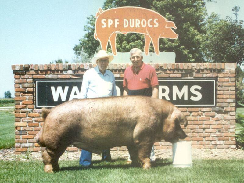 Old photo of two older white men standing behind large brown Duroc in front of Waldo Farm brick sign with red pig-shaped sign on top that says 'SPF Durocs'